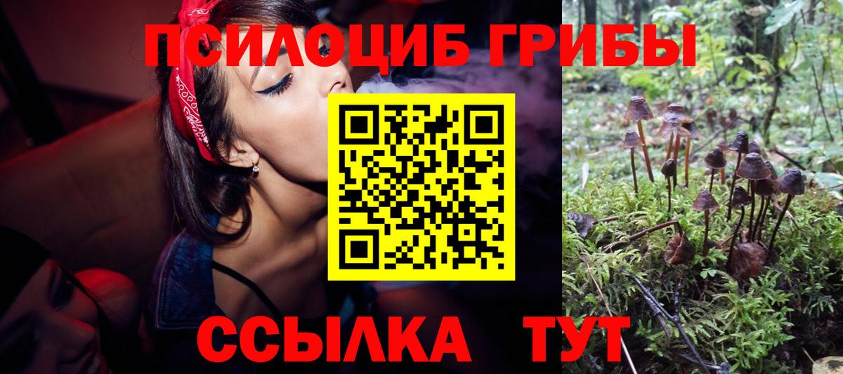 Шадринск  как найти   Вход с VPN  Псилоцибиновые грибы Magic Shrooms  Псилоцибиновые грибы Magic Shrooms 